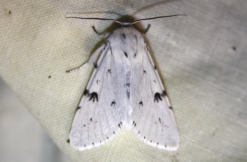 Acronicta leporina